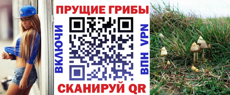Купить  Кубинка  Псилоцибиновые грибы Cubensis 